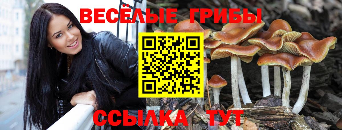 где купить наркоту  Вход с VPN  Галлюциногенные грибы Magic Shrooms  Тверь  Псилоцибиновые грибы MAGIC MUSHROOMS 